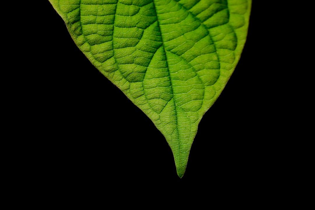 Zelená továrna: Fotosyntéza